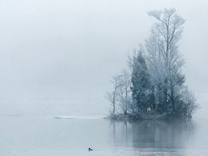 Превью обои островок, деревья, иней, туман, утро, мгла