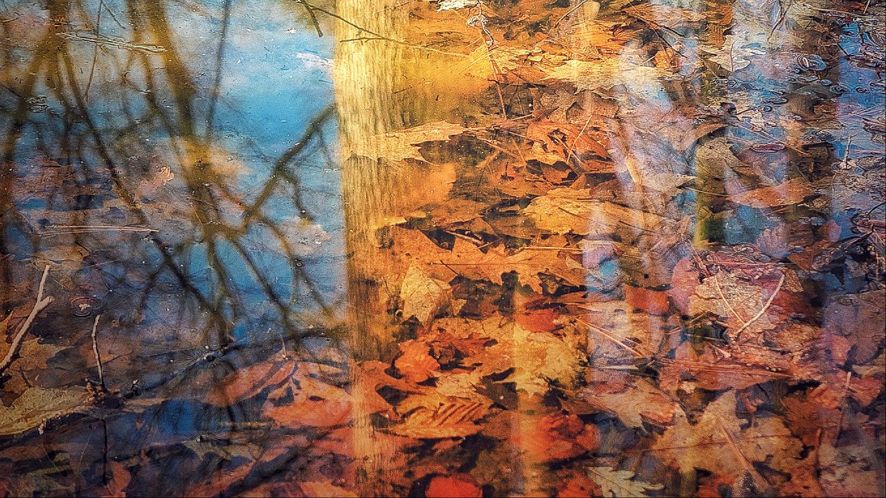 Обои отражение, дерево, листья, осень, ветки