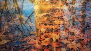 Превью обои отражение, дерево, листья, осень, ветки