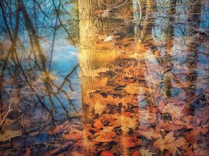 Превью обои отражение, дерево, листья, осень, ветки