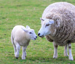 Превью обои овца, ягненок, детеныш, мама, шерсть