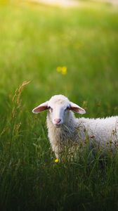 Превью обои овечка, трава, лето, прогулка