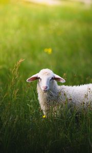 Превью обои овечка, трава, лето, прогулка