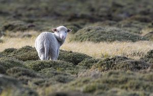 Превью обои овечка, животное, трава