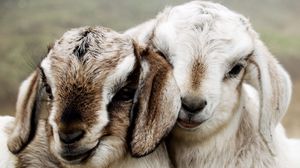 Превью обои овечки, пара, красивые, ягнята