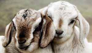 Превью обои овечки, пара, красивые, ягнята