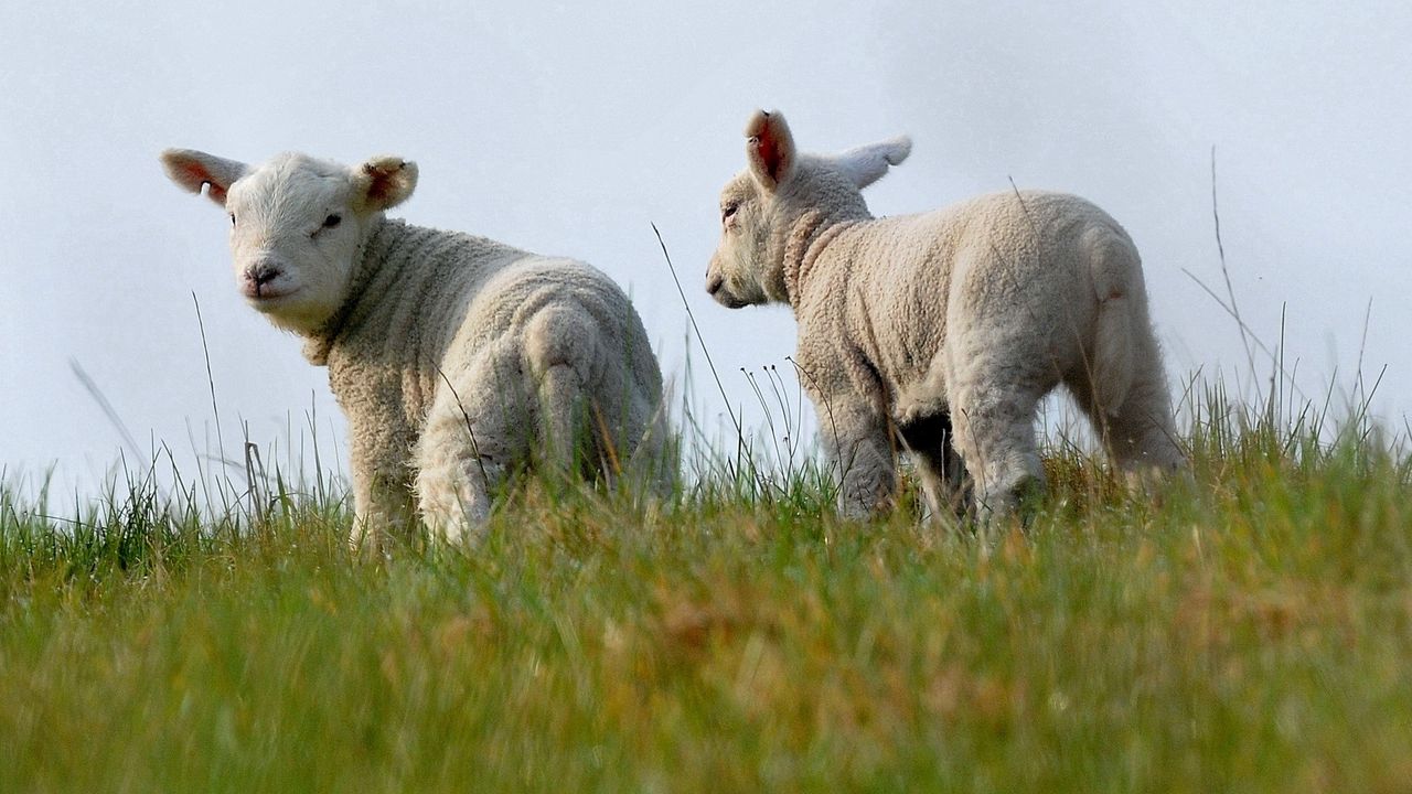 Обои овечки, вдвоем, трава