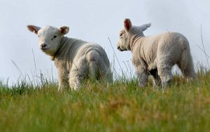Превью обои овечки, вдвоем, трава