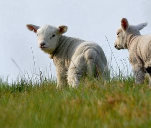 Превью обои овечки, вдвоем, трава