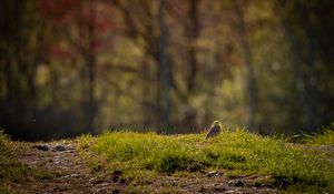 Превью обои овсянка, птица, трава, дикая природа