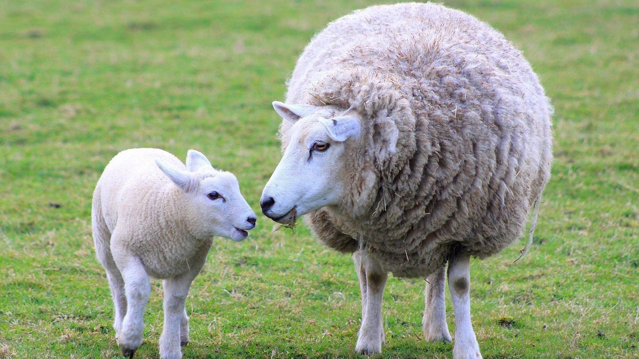 Обои овца, ягненок, детеныш, мама, шерсть