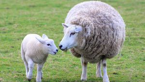 Превью обои овца, ягненок, детеныш, мама, шерсть