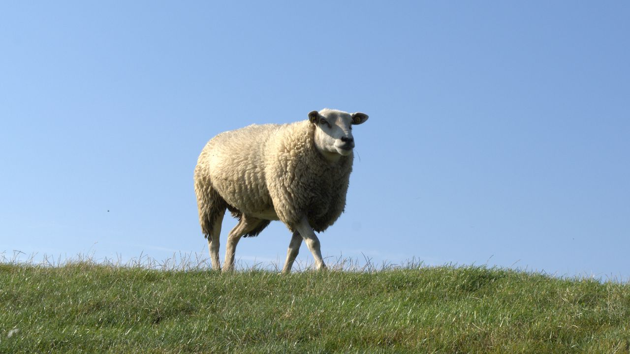 Обои овца, поле, трава, прогулка