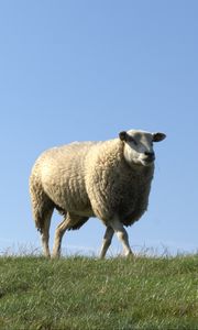 Превью обои овца, поле, трава, прогулка
