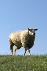 Превью обои овца, поле, трава, прогулка