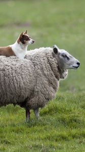 Превью обои овца, собака, трава
