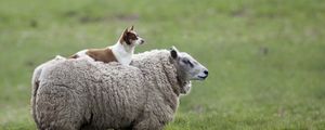 Превью обои овца, собака, трава