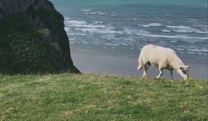 Превью обои овца, животное, побережье, море