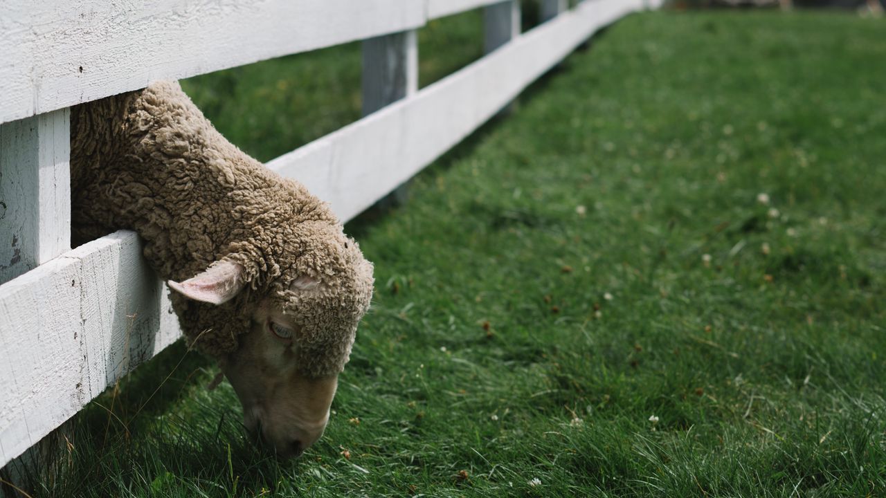 Обои овца, животное, забор, трава