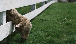 Превью обои овца, животное, забор, трава