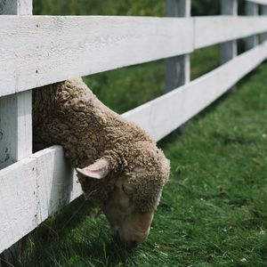 Превью обои овца, животное, забор, трава