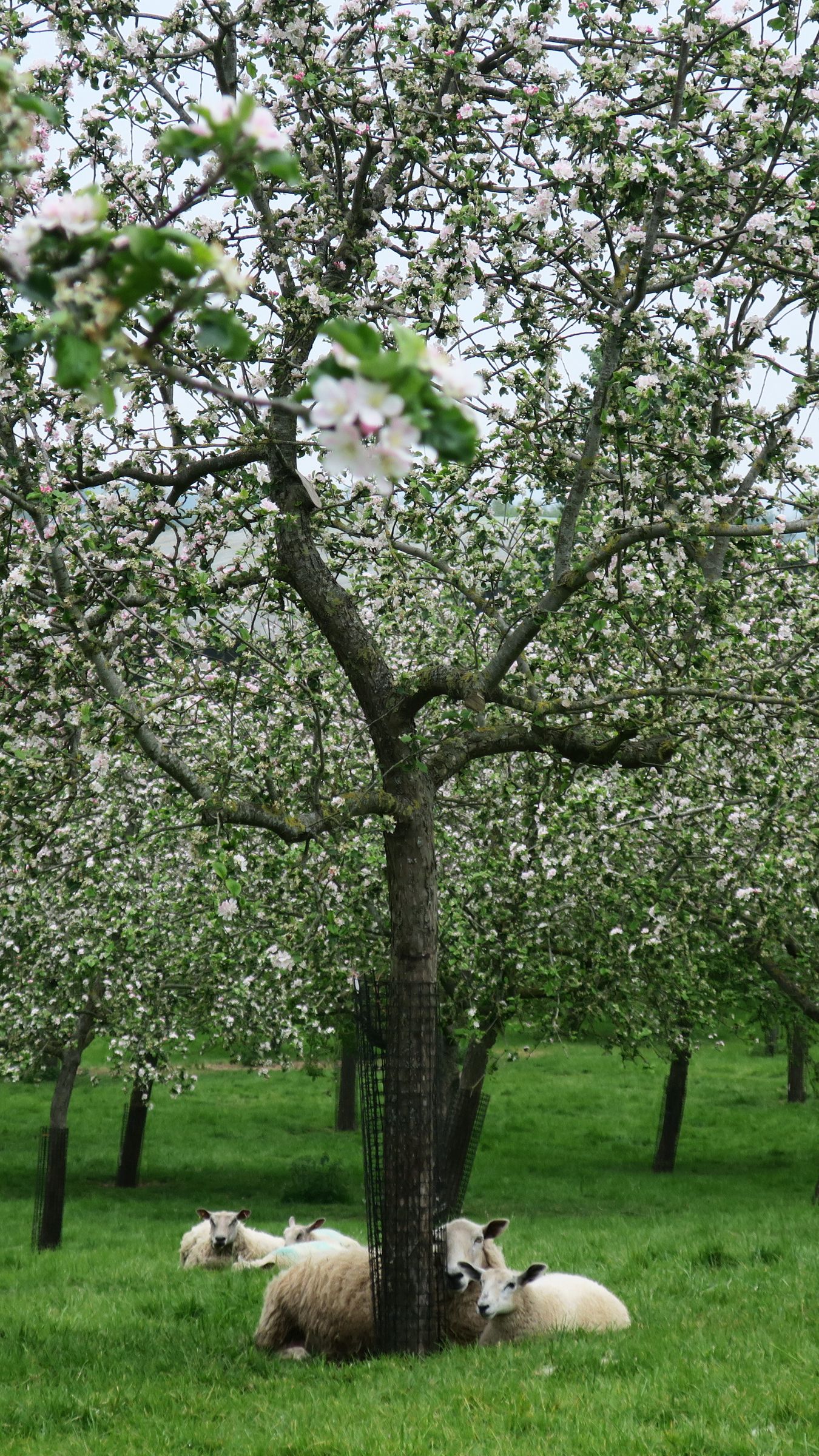 Tree sheep. Tree sheep