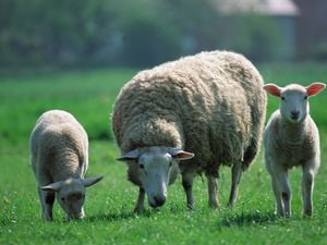 Превью обои овцы, дети, три, пастбище