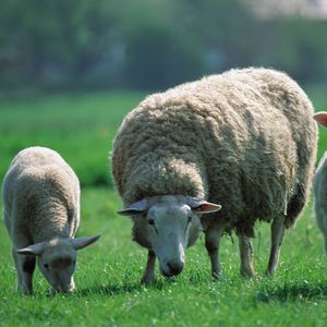 Превью обои овцы, дети, три, пастбище