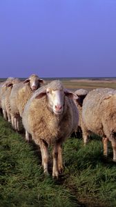 Превью обои овцы, луг, трава