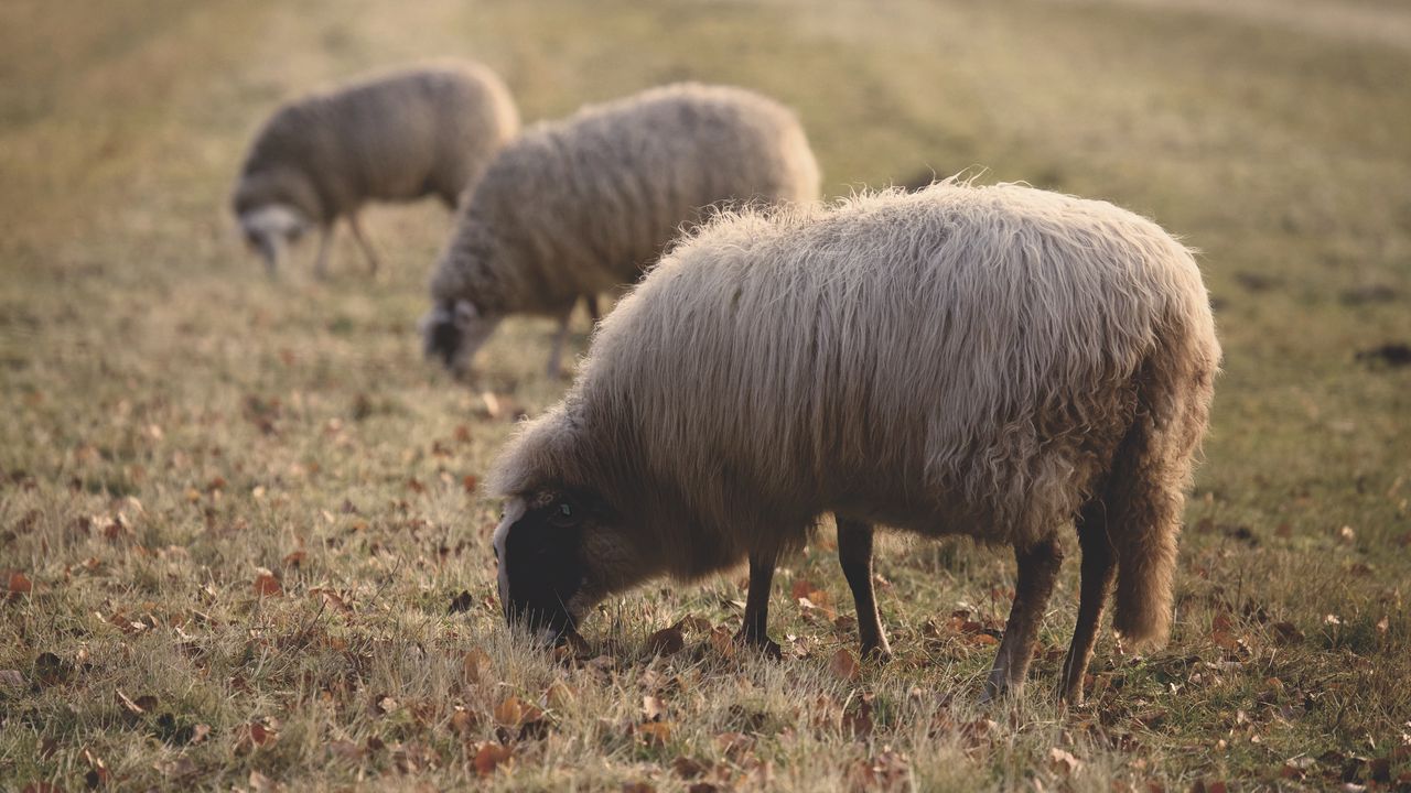 Обои овцы, пастбище, ферма