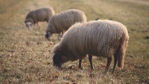 Превью обои овцы, пастбище, ферма