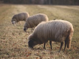 Превью обои овцы, пастбище, ферма