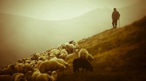 Превью обои овцы, пастух, пастбище, поле, туман