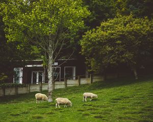 Превью обои овцы, животные, деревья, луг