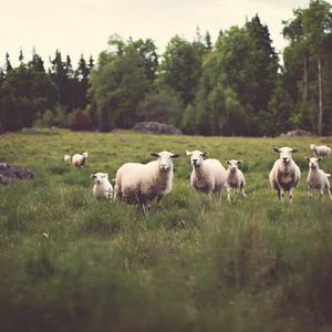 Превью обои овцы, животные, поле, трава