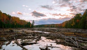 Превью обои озеро, болото, бревна, лес, деревья, осень