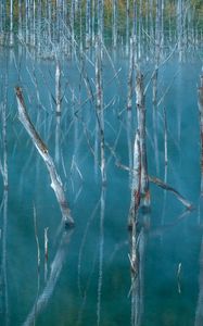 Превью обои озеро, болото, деревья, природа