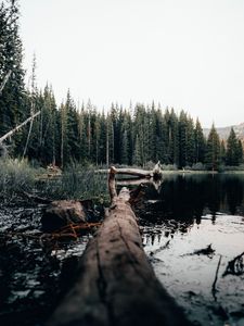 Превью обои озеро, бревно, деревья, берег, природа
