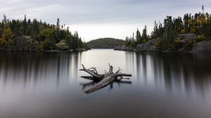 Превью обои озеро, бревно, деревья, природа
