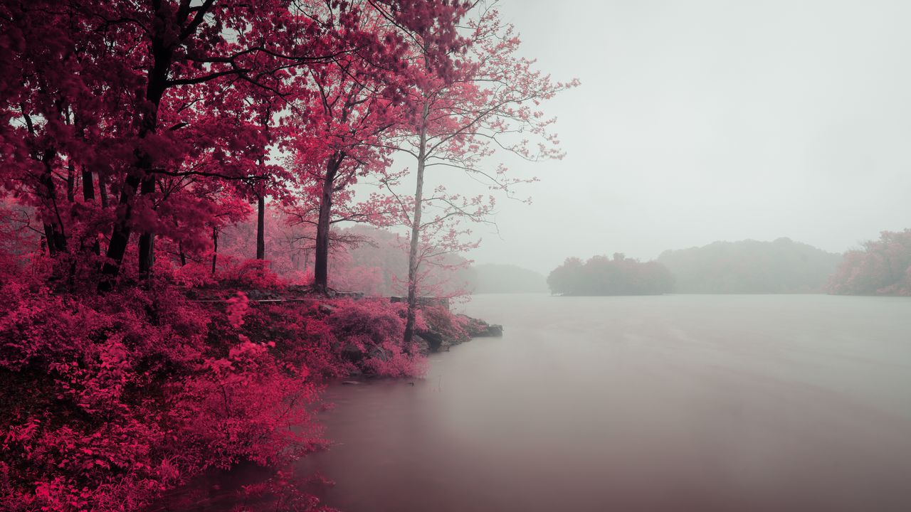 Обои озеро, деревья, берег, туман, пейзаж