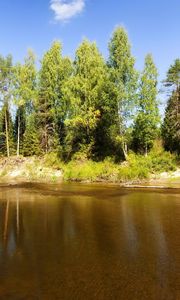 Превью обои озеро, деревья, бревна, под водой, солнечно, лето