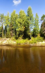 Превью обои озеро, деревья, бревна, под водой, солнечно, лето