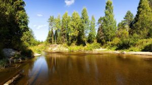 Превью обои озеро, деревья, бревна, под водой, солнечно, лето