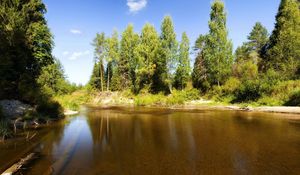 Превью обои озеро, деревья, бревна, под водой, солнечно, лето