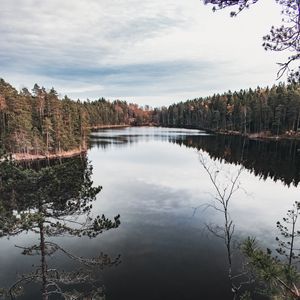 Превью обои озеро, деревья, ель, лес, небо