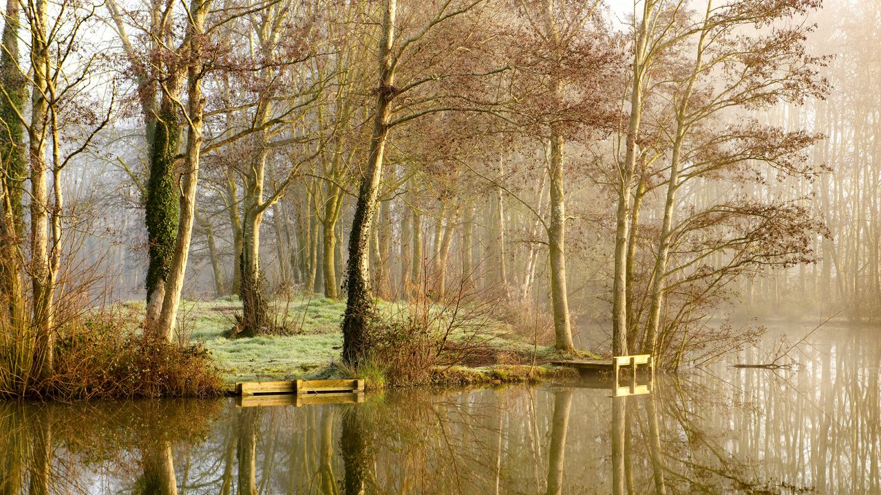 Обои озеро, деревья, лес, отражение, туман