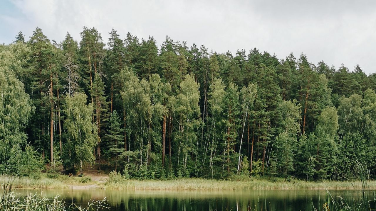 Лес сосна картинки