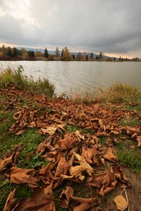 Превью обои озеро, деревья, осень, листья