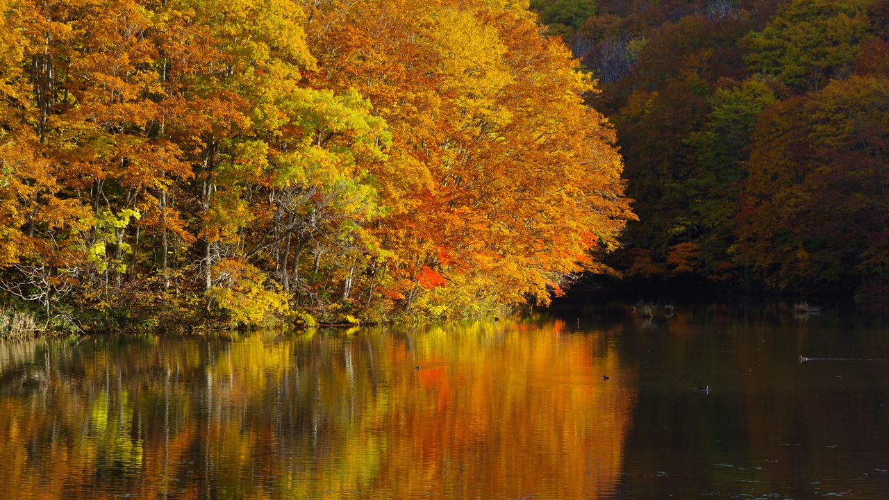 Обои озеро, деревья, отражения, осень, пейзаж