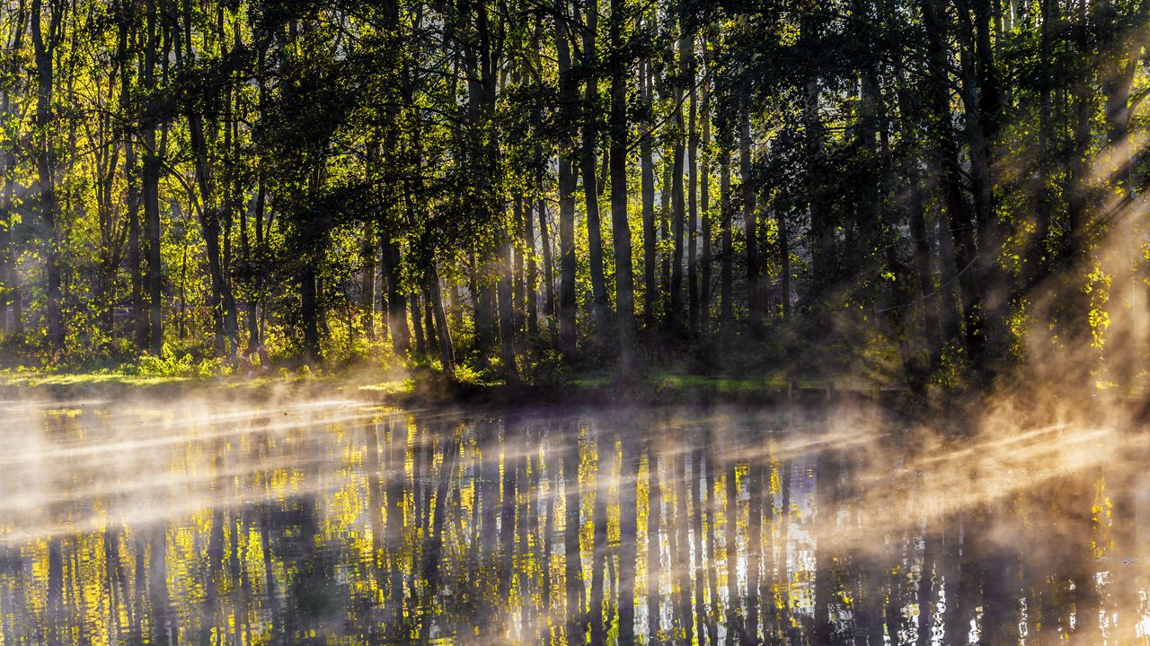 Обои озеро, деревья, туман, свет, лучи, утро